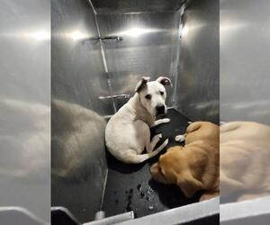 Staffordshire Bull Terrier-Unknown Mix Dogs for adoption in San Antonio, TX, USA