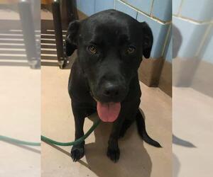 Labrador Retriever Dogs for adoption in Crete, IL, USA