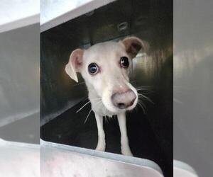 Chihuahua-Unknown Mix Dogs for adoption in San Antonio, TX, USA