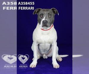 American Pit Bull Terrier Dogs for adoption in Stockton, CA, USA
