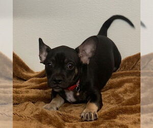 French Bullhuahua Dogs for adoption in Fremont, CA, USA