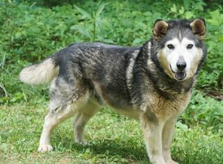 Alaskan Malamute Dogs for adoption in Rocky Mount, VA, USA