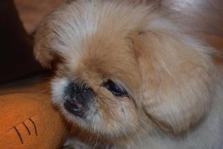 Medium Photo #1 Pekingese Puppy For Sale in Longview, WA, USA