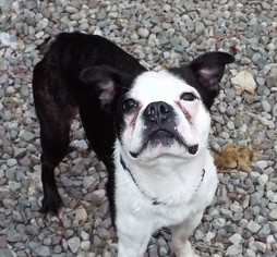 Boston Terrier Dogs for adoption in Perry, NY, USA