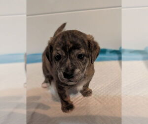 Chiweenie Dogs for adoption in The Woodlands, TX, USA