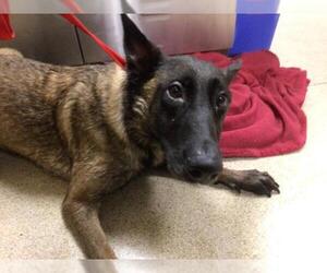 Mutt Dogs for adoption in Riverside, CA, USA