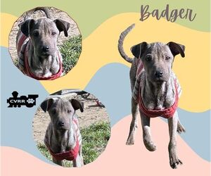 Mutt Dogs for adoption in Lindsay, CA, USA