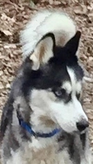 Siberian Husky Dogs for adoption in Memphis, TN, USA