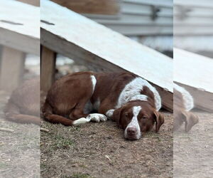 German Shorthaired Pointer-Unknown Mix Dogs for adoption in New London, WI, USA
