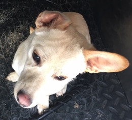 Medium Photo #1 Chihuahua Puppy For Sale in HESPERIA, CA, USA
