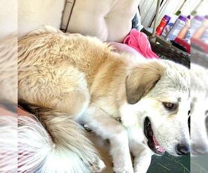 Anatolian Shepherd-Great Pyrenees Mix Dogs for adoption in Pittsburgh, PA, USA