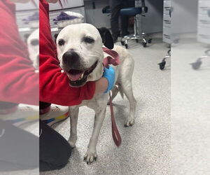 American Staffordshire Terrier-Labrador Retriever Mix Dogs for adoption in Tallahassee, FL, USA