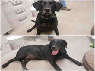 Labrador Retriever Dogs for adoption in Brighton, CO, USA