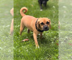 Puggle Dogs for adoption in New London, WI, USA