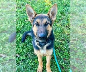German Shepherd Dog Dogs for adoption in Sacramento, CA, USA