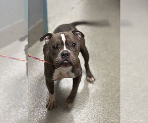 American Pit Bull Terrier-Unknown Mix Dogs for adoption in Las Vegas, NV, USA