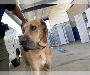 Great Dane Dogs for adoption in Bakersfield, CA, USA
