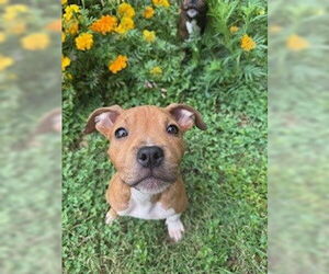 American Pit Bull Terrier-Unknown Mix Dogs for adoption in Louisville, KY, USA