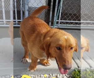 Basset Retriever Dogs for adoption in Minneapolis, MN, USA