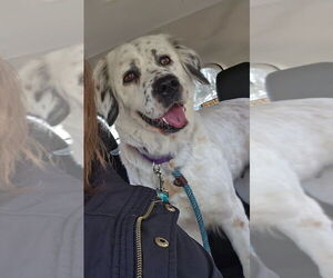 Mutt Dogs for adoption in Salt Lake City, UT, USA