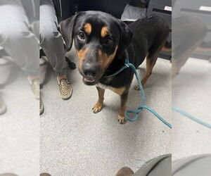 Black and Tan Coonhound-Unknown Mix Dogs for adoption in Palmetto, FL, USA