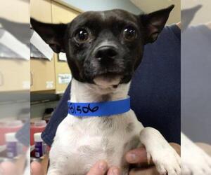 Chihuahua-Unknown Mix Dogs for adoption in Riverside, CA, USA