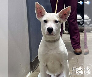 Carolina Dog-Unknown Mix Dogs for adoption in Washington, DC, USA
