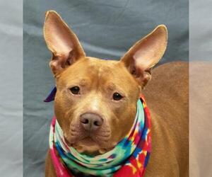 Mutt Dogs for adoption in Sanford, FL, USA