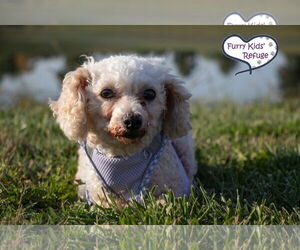 Bichon Frise Dogs for adoption in Lee's Summit, MO, USA
