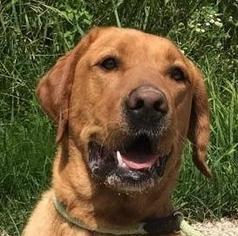 Labrador Retriever Dogs for adoption in Mukwonago, WI, USA
