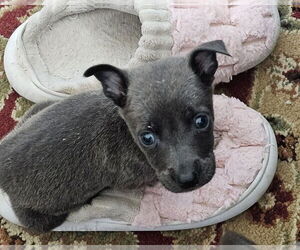 American Pit Bull Terrier-Labrador Retriever Mix Dogs for adoption in Lakewood, CO, USA