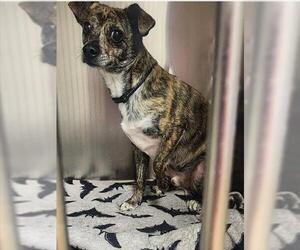 Chiweenie Dogs for adoption in Decatur, IL, USA