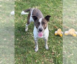 Mutt Dogs for adoption in Riverside, CA, USA