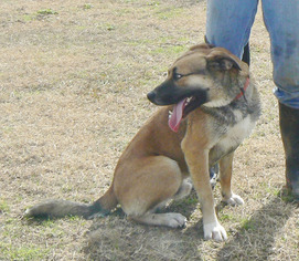 Black Mouth Cur-Unknown Mix Dogs for adoption in Rayville, LA, USA