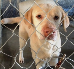 Labrador Retriever Dogs for adoption in Chester, SC, USA