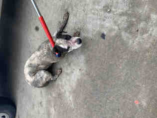 Medium Photo #1 Staffordshire Bull Terrier Puppy For Sale in Pasadena, TX, USA