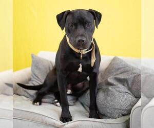 American Pit Bull Terrier-Labrador Retriever Mix Dogs for adoption in Belleville, IL, USA