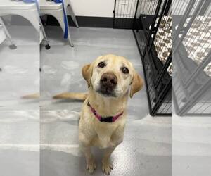 - Mix Dogs for adoption in Woodbury, NY, USA