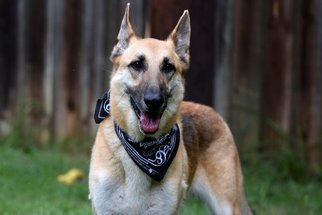 German Shepherd Dog Dogs for adoption in Montgomery, AL, USA