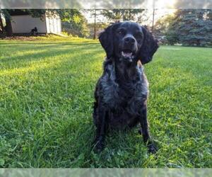 Spaniel-Unknown Mix Dogs for adoption in Ramsey, NJ, USA