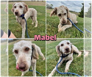 Mutt Dogs for adoption in Pierceton , IN, USA