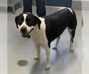 Pointer-Unknown Mix Dogs for adoption in Corpus Christi, TX, USA