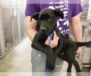 Labrador Retriever Dogs for adoption in Oroville, CA, USA