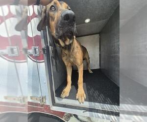 Bloodhound-Unknown Mix Dogs for adoption in San Antonio, TX, USA