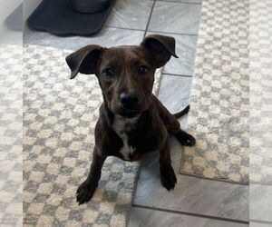 Labrador Retriever-Unknown Mix Dogs for adoption in SHERBURNE, NY, USA