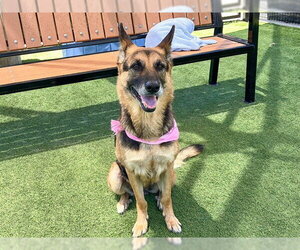 German Shepherd Dog Dogs for adoption in Orange, CA, USA