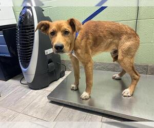 German Shepherd Dog-Unknown Mix Dogs for adoption in Grand Prairie, TX, USA