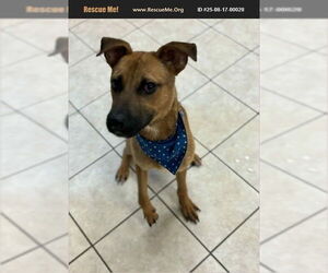 Black Mouth Cur-Unknown Mix Dogs for adoption in Benton, PA, USA