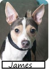 Basenji Dogs for adoption in Chicago, IL, USA