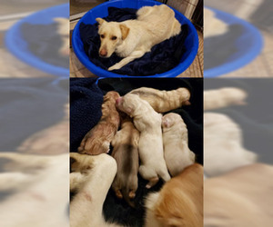 Labrador Retriever Dogs for adoption in Fremont, CA, USA